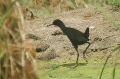 Black Crake